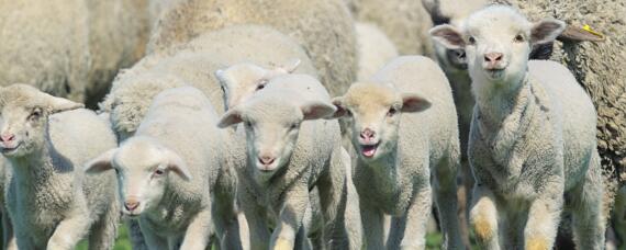 澳洲白绵羊产羔率 澳洲白大母羊产羔率是多少只