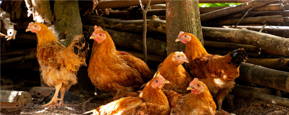 中药阉鸡法要喂多少天 中药阉鸡法要喂多少天阉鸡方法