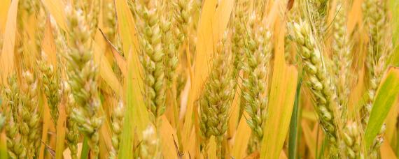 小麦需要什么含量的肥料（小麦适合什么含量肥料）