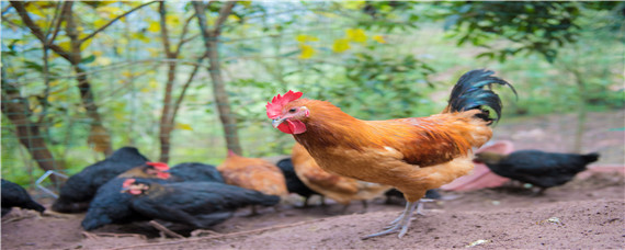 自制低成本鸡饲料 低成本自制鸡饲料视频