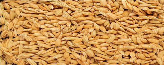 籼稻和粳稻的区别 籼稻和粳稻的区别(图释