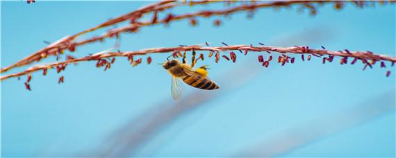 工蜂的寿命有多长 工蜂寿命为什么这么短