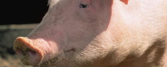 提高猪的免疫力都有哪些药 提高猪的免疫力都有哪些药及用量