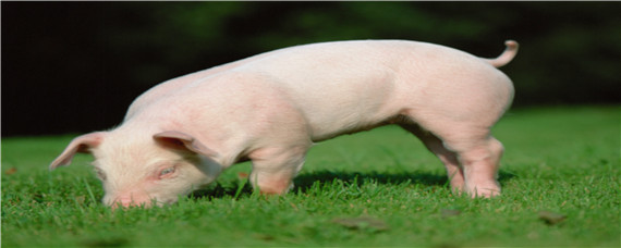 猪吃粪便是什么原因（猪吃粪便是什么原因亚西酸呐）