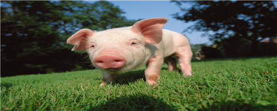 猪每个阶段的饲料配方 养猪各个阶段饲料配方