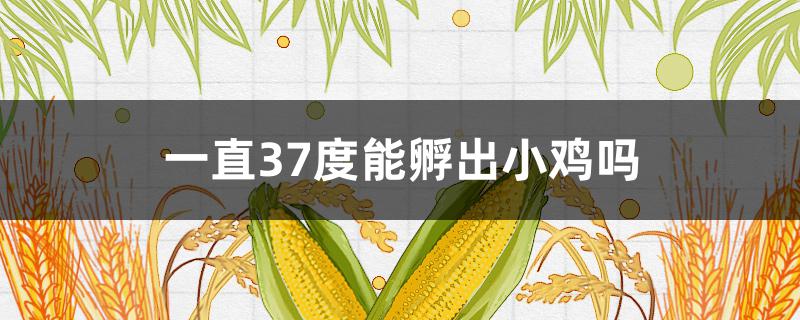 一直37度能孵出小鸡吗 37.4度能孵化出小鸡吗