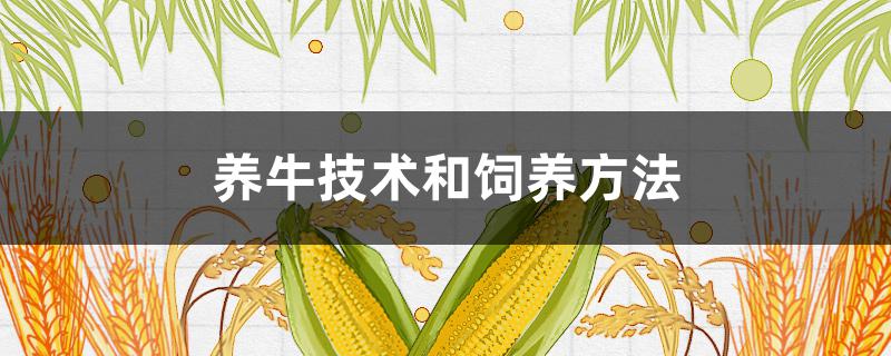 养牛技术和饲养方法