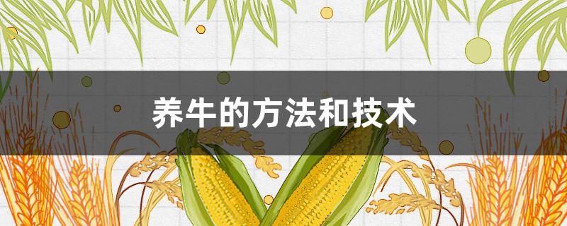 养牛的方法和技术
