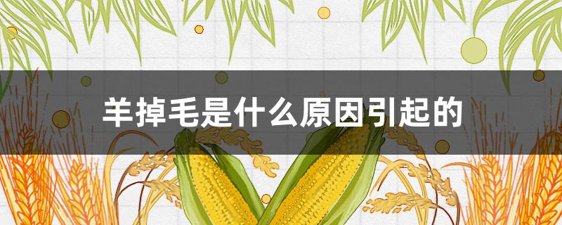 羊掉毛是什么原因引起的（羊掉毛啥原因）