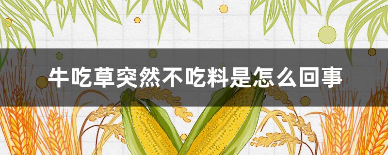 牛吃草突然不吃料是怎么回事