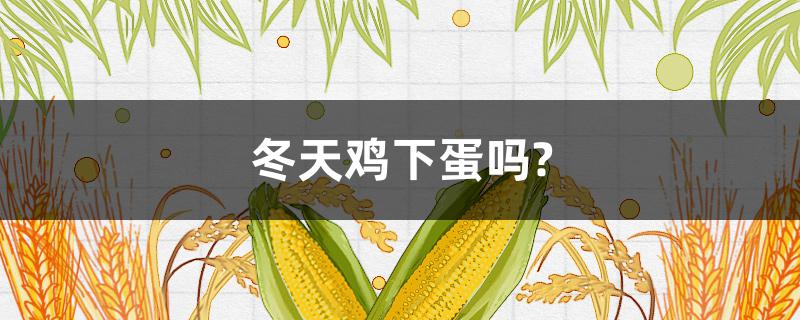 冬天鸡下蛋吗?