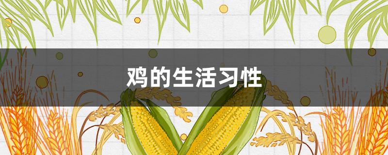 鸡的生活习性（鸡的生活环境及特点）