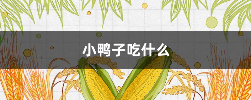 小鸭子吃什么