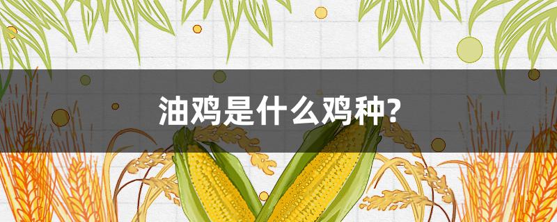 油鸡是什么鸡种? 什么叫油鸡