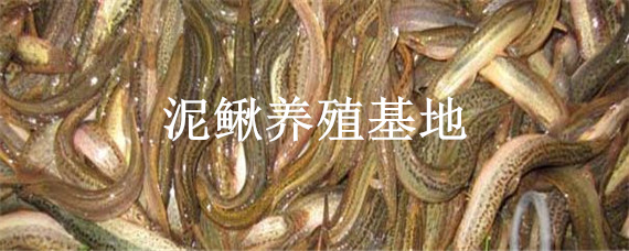 泥鳅养殖基地（上海泥鳅养殖基地）
