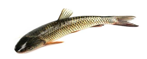 草鱼和南美白对虾混养的比例 南美白对虾和鱼混养技术