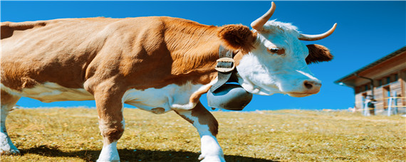 母牛水门经常趟粘液 母牛水门流粘液是什么问题