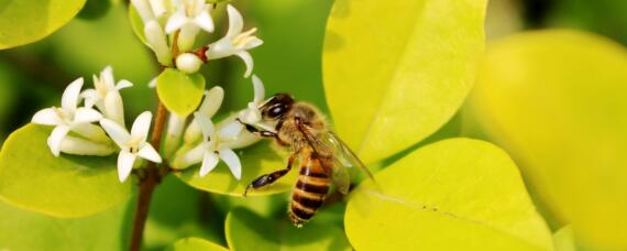 蜜蜂多久出一批工蜂 蜜蜂多久出一批小蜜蜂