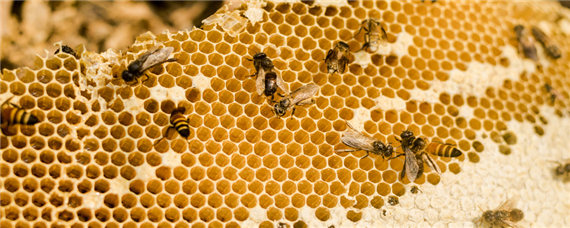 蜜蜂多久出一批工蜂（蜜蜂出一批工蜂有多少只）