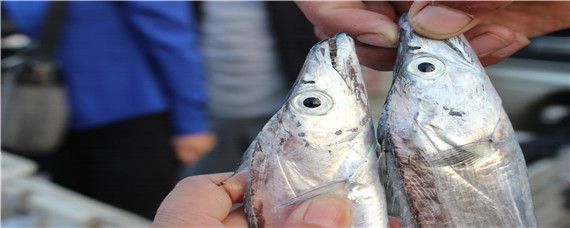 舟山带鱼是人工养殖吗 舟山带鱼是哪里生产的