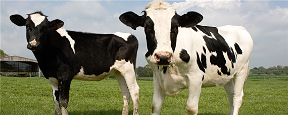 奶牛身上为啥有个洞 奶牛背上有个洞