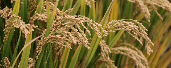 稻米的生长习性 稻米生长的气候类型