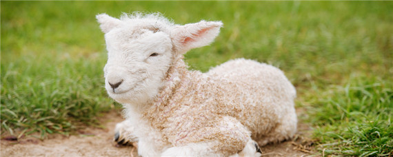一只羊一年吃多少草料（羊一天吃几斤草料）