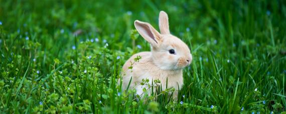 野兔和家兔的区别 野兔和家兔的区别寿命