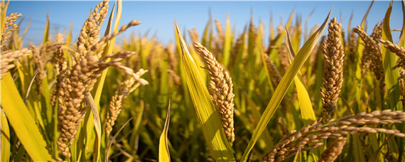 水稻亩产量一般能达到多少（四川水稻亩产量一般能达到多少）