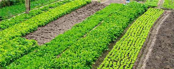 什么是有机肥料和无机肥料（什么叫有机肥料和无机肥料）
