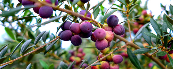 油橄榄种植的气候条件（油橄榄种植条件和区域）