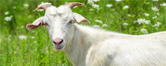 体型最大的绵羊品种 体型最大的绵羊品种有那些