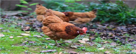 鸡的生活习性 鸡的生殖特点