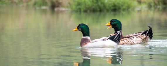 抓野水鸭最有效的方法 用什么工具抓野水鸭