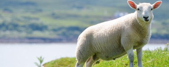 世界上最贵的羊 世界上最贵的羊多少钱