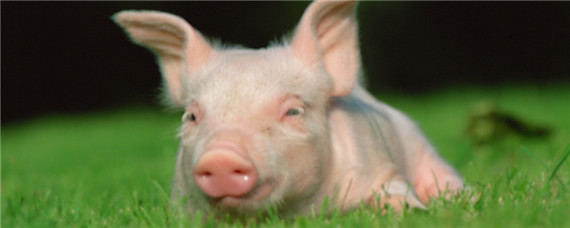 猪的生活习性 猪的生活特性