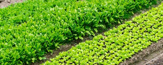 我国蔬菜栽培主要以什么作为肥料 简述植物营养与肥料在农业生产中的地位和作用