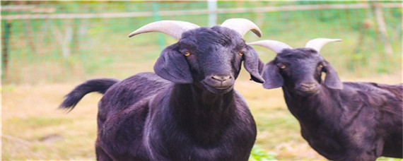 体型最大黑山羊品种（最大的黑山羊品种）