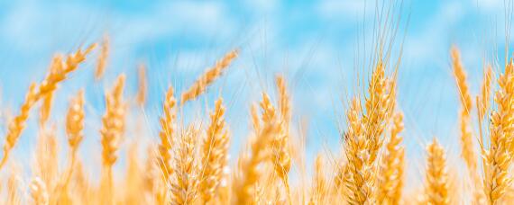 小麦最佳播种期是什么时候 今年小麦播种最佳时期什么时候
