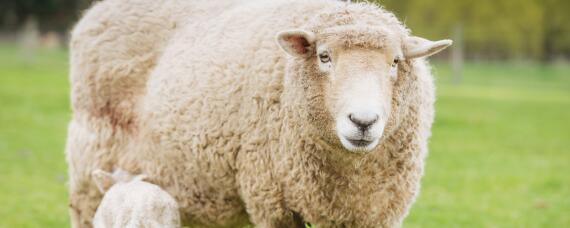 治疗羊吃毛的绝招（羊吃羊毛最快的治疗方法）