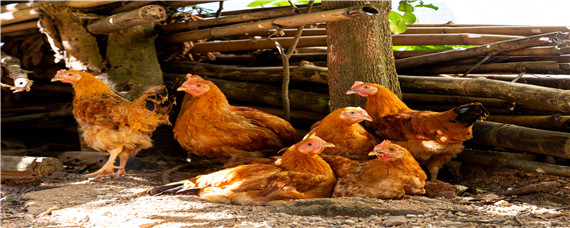 一只鸡到出栏能吃多少饲料（鸡吃多少饲料才长一斤）