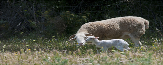 母羊怀孕几个月显肚 母羊怀孕几个月有肚