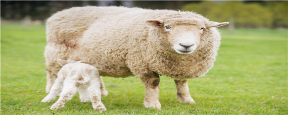 澳洲白绵羊一胎能生几只 纯种的澳洲白羊一胎能生几个