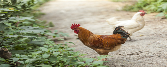 什么药可使鸡增加采食量（鸡吃什么药可以增加采食量）