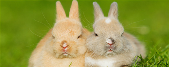 兔子能吃油菜吗 兔子不能吃油菜吗