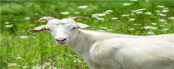为什么头胎羊不能留种 头胎羔羊可以留做繁殖种母羊吗?