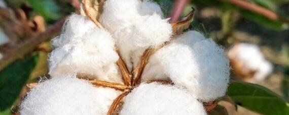 江苏棉花种植面积减少的原因（我国棉花种植面积下降的原因）