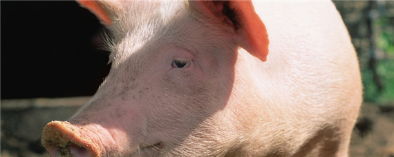 母猪吃自己的粪便是什么原因 小猪吃母猪粪便是怎么回事