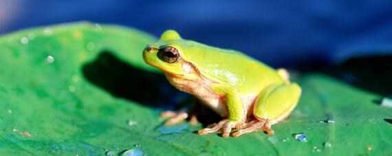 青蛙一年可以捕捉大约几只害虫 青蛙一年捕捉多少害虫