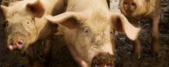 猪粪便最佳处理方法 养猪粪便处理方法